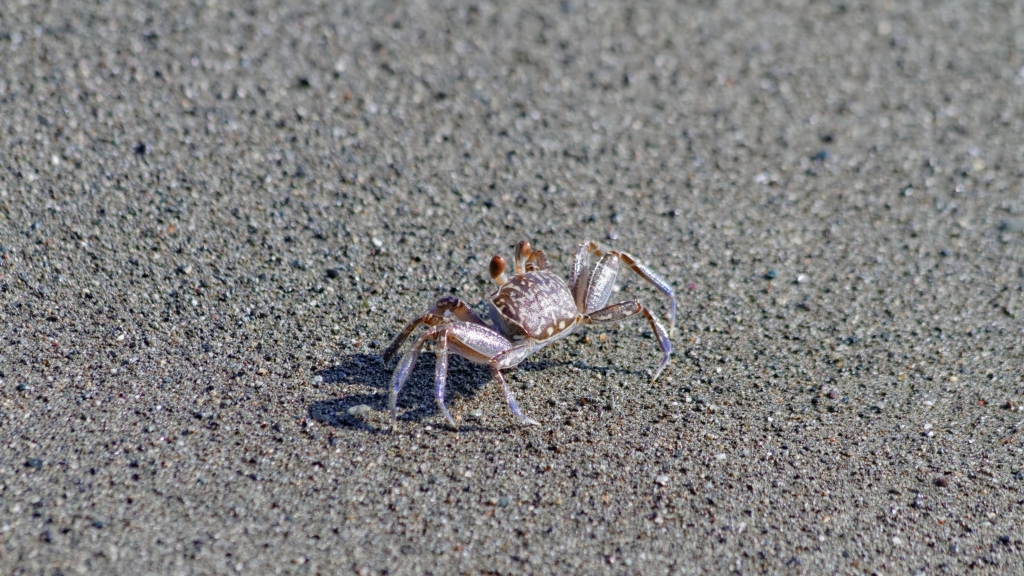 11 - Corcovado NP (28).jpg